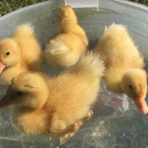 Meet your Posher, Jena